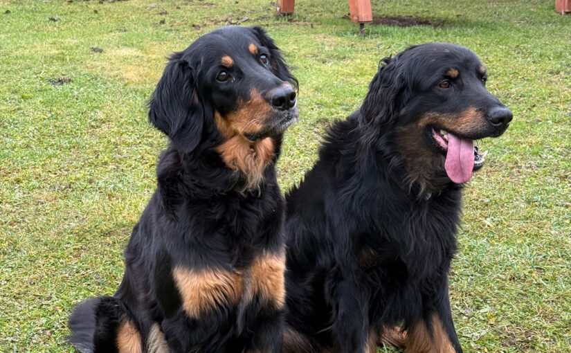 Hochzeit Van Damme und Flame
