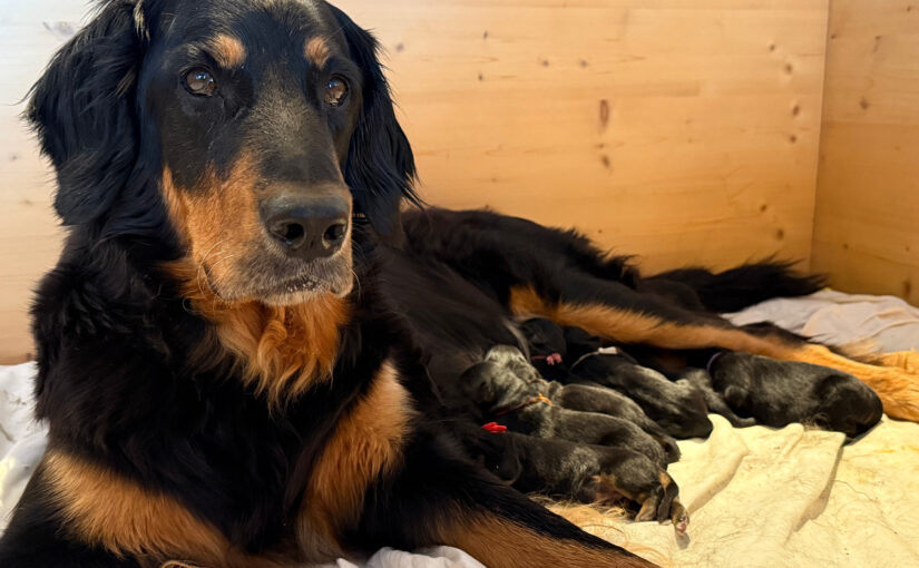 Der H-Wurf ist geboren