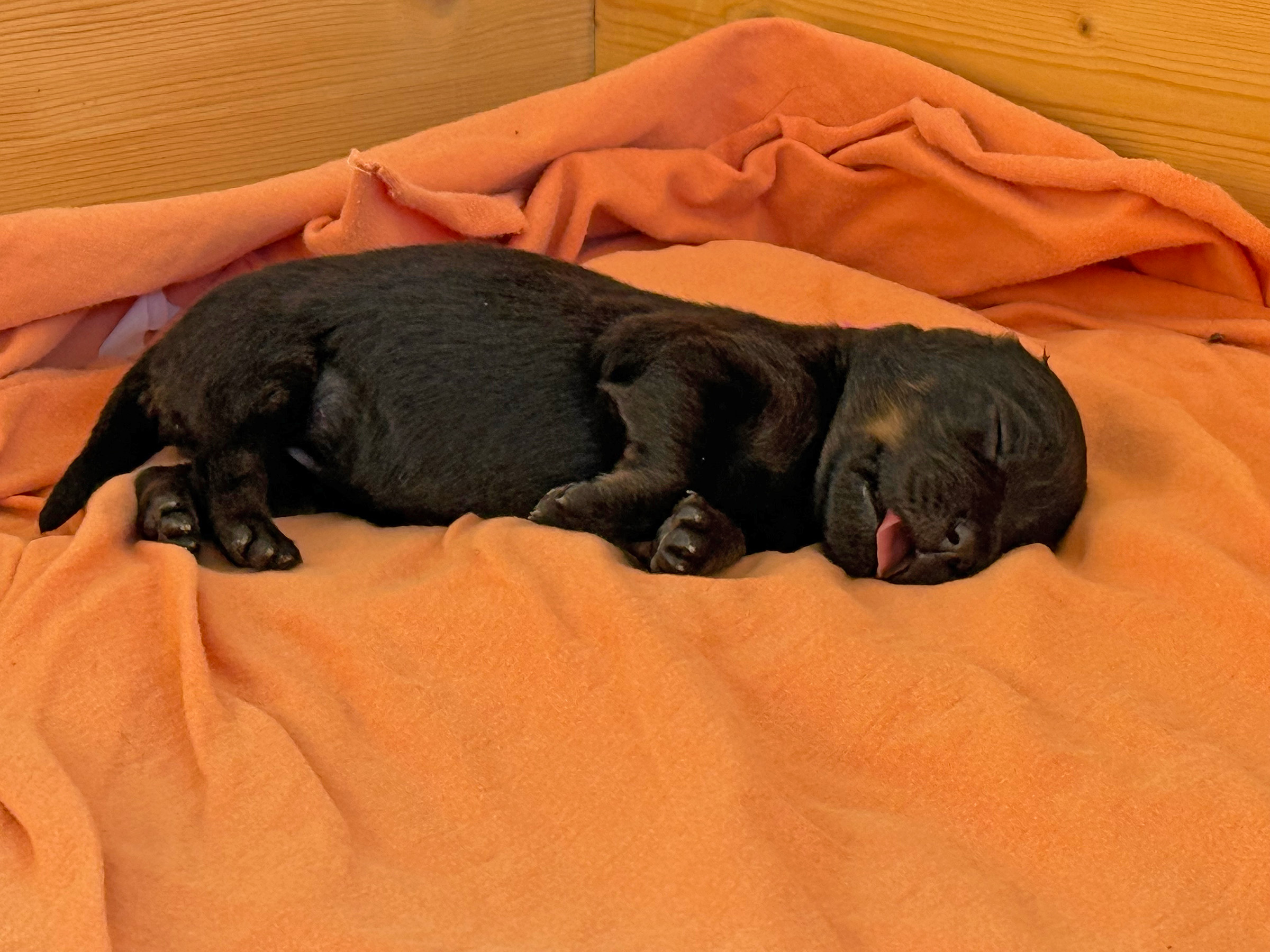 Schlaf gut! H-Wurf vom Feuer der Freude