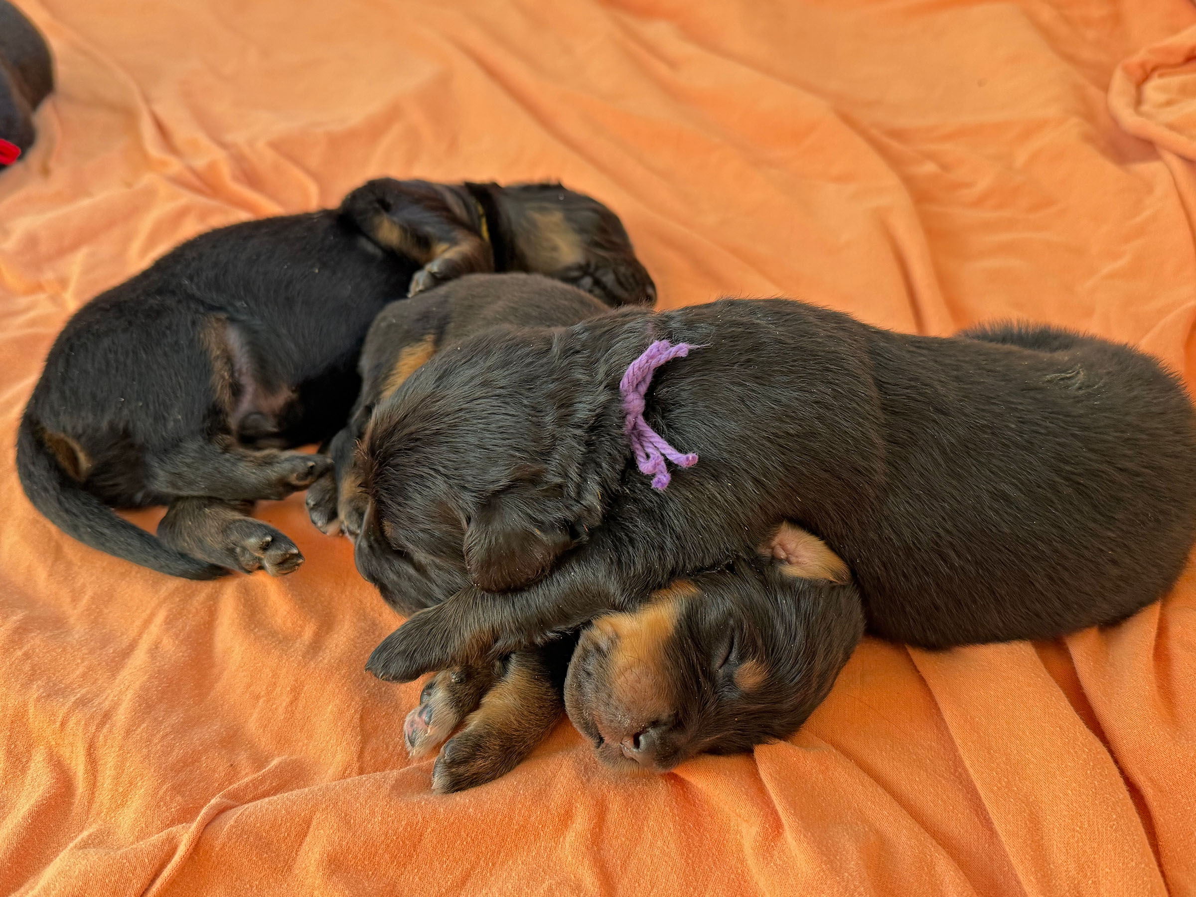 Erholt euch gut! H-Wurf vom Feuer der Freude