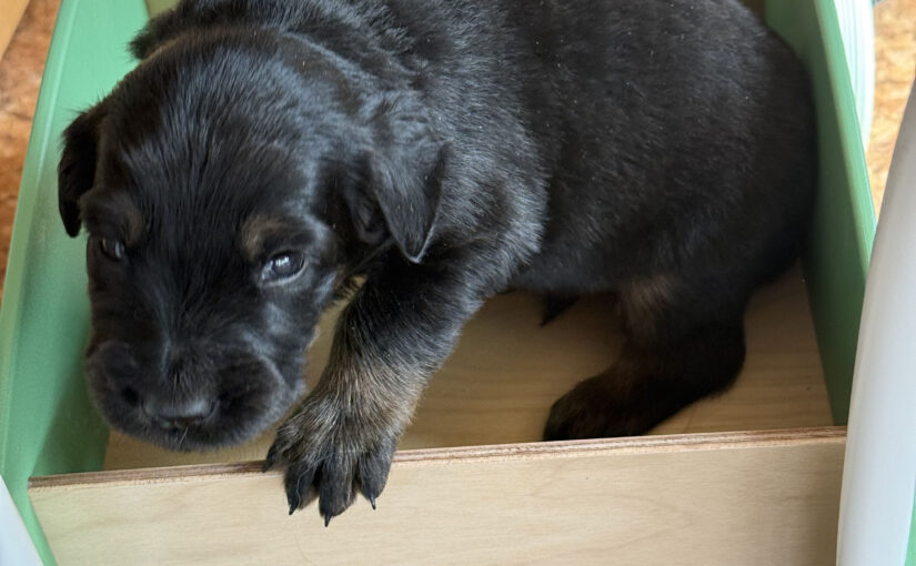Erste Erkundungen ausserhalb der Wurfkiste