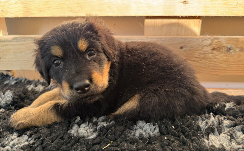 Herr Blau sucht noch seinen Lebensplatz