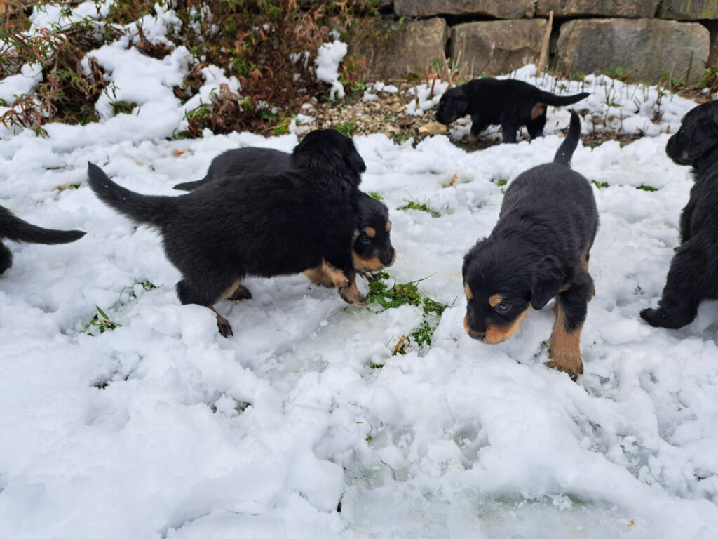 h-wurf_feuer-der-freude_raus-in-den-schnee-00-1024x768
