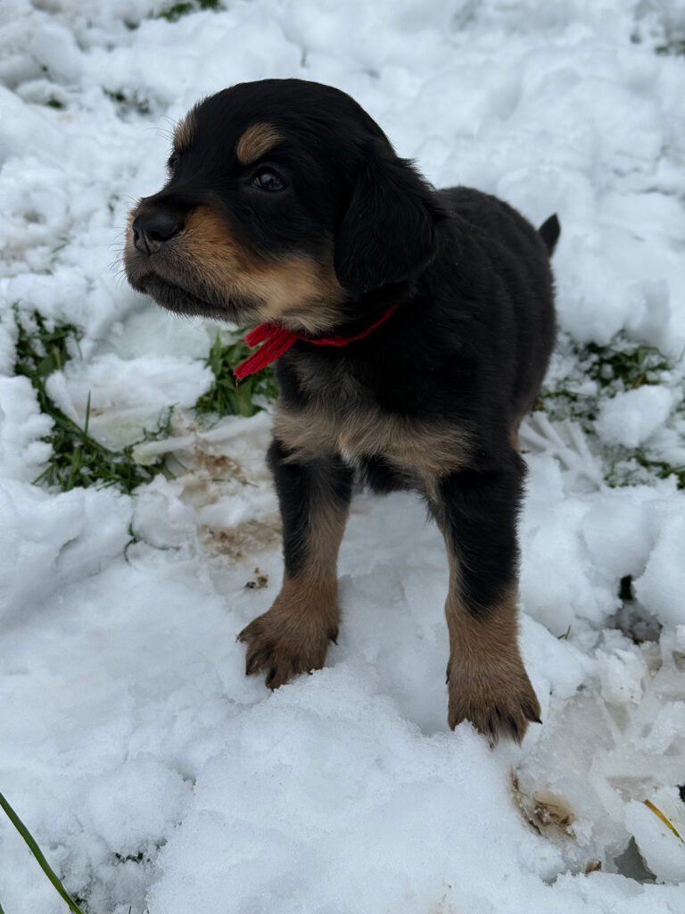 h-wurf_feuer-der-freude_raus-in-den-schnee-02