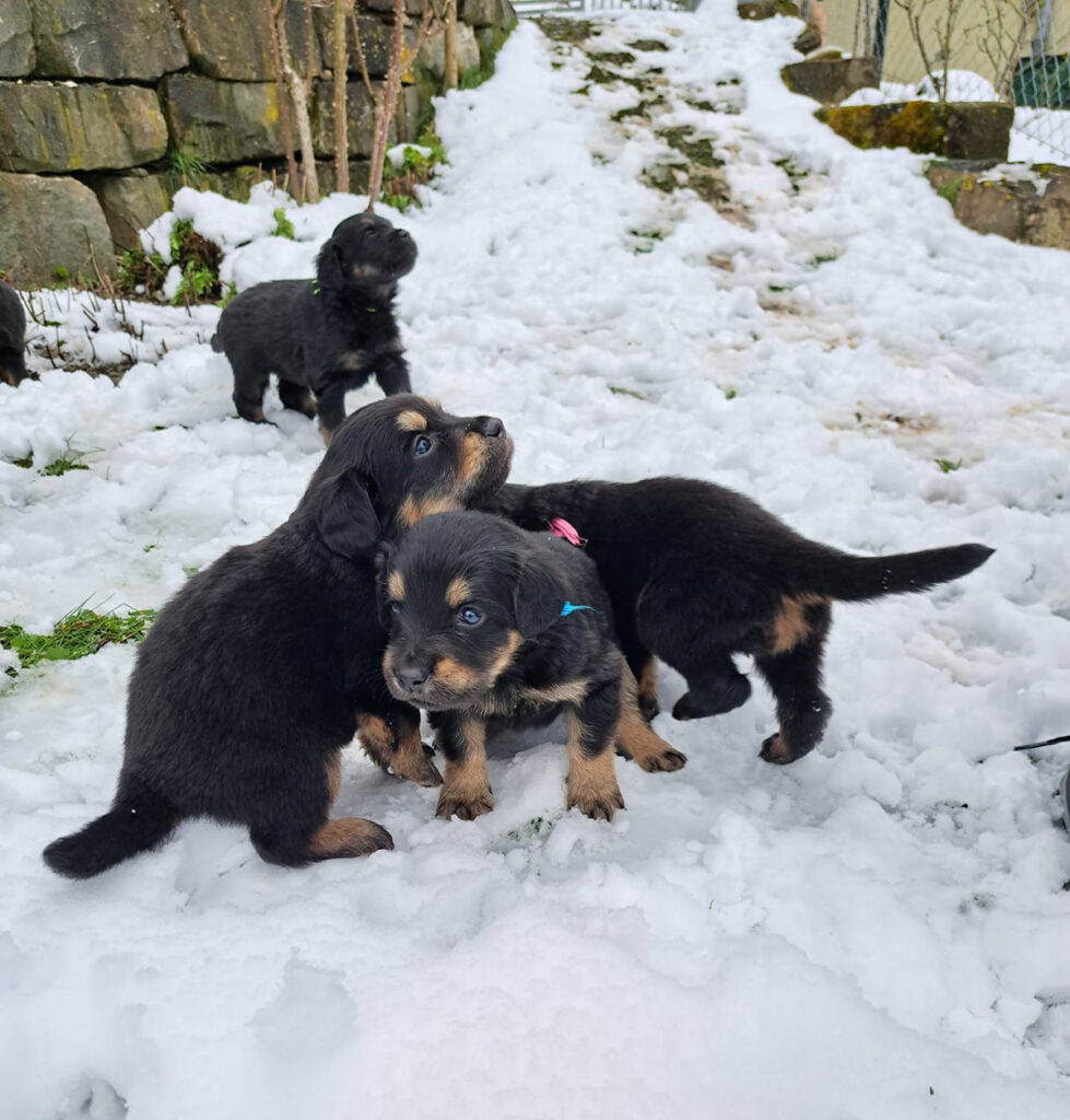 h-wurf_feuer-der-freude_raus-in-den-schnee-beitragsbild