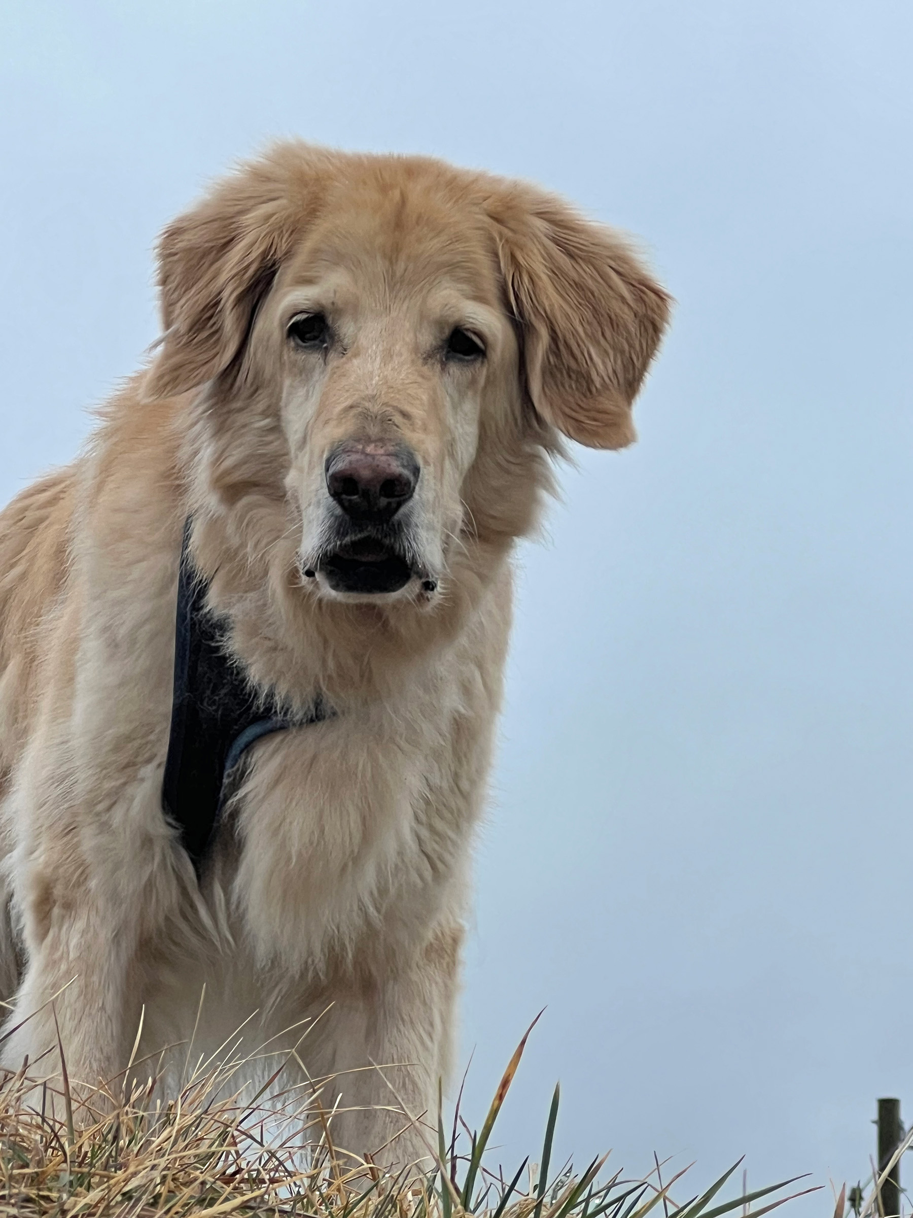 Feuer der Freude, Grosi Jarina